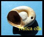 Natica olla, Marcel De Serres 1828
