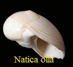 Natica olla, de Serres 1829