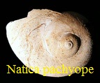 Natica pachyope, Cossmann & Peyrot 1921