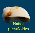 Natica parvuloides, Cossmann & Peyrot 1921