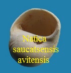 Natica saucatsensis avitensis, Cossmann & Peyrot 1919