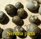 Neritina (vitta) picta, Férussac 1823