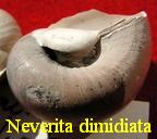Neverita
