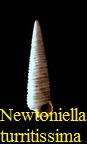 Newtoniella (Seila) turritissima, Sacco 1895