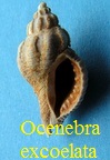 Ocenebra (Ocenebrina) excoelata, Cossmann & Peyrot 1924