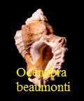 Ocenebra beaumonti, Grateloup 1840