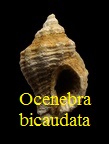 Ocenebra bicaudata, Borson 1821