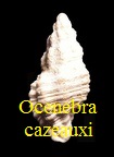Ocenebra cazeauxi, Cossmann & Peyrot 1924