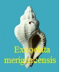 Ocenebra excoelata merignacensis, Cossmann & Peyrot 1924