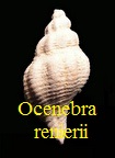 Ocenebra renierii, Michelotti 1842