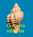 Ocenebra sublavata, de Basterot 1825