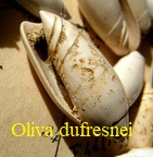 Oliva (Strephona) dufresnei, de Basterot 1825