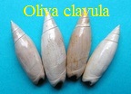 Oliva clavula, Lamarck 1811