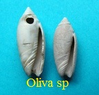 Oliva sp Bassin aquitain 