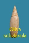 Oliva subclavula, d'Orbigny 1852