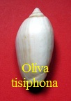Oliva tisiphona, Duclos 1844 