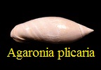 Agaronia plicaria, Lamarck 1810