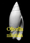 Olivella nilotida, Duclos 1840