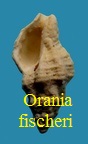 Orania fischeri, Benoist 1874
