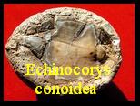 Oursin Echinocorys gr. conoidea, Goldfuss 1829 