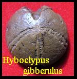 Oursin Hyboclypus-gibberulus, Agassiz 1839 