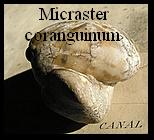 Micraster coranguinum 