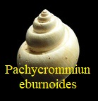 Pachycrommium eburnoides, Grateloup 1845