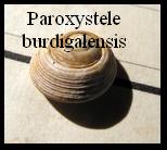 Paroxystele burdigalensis