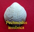 Pectunculus insubrica, Brocchi 1814