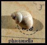 phasianella