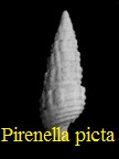 Pirenella cf. picta, Defrance in Basterot 1825