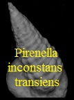 Pirenella inconstans transiens, Cossmann & Peyrot 1922