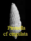 Pirenella picta cf. cingulata