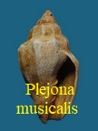  Voluta musicalis