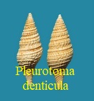 Pleurotoma (Hemipleurotoma) denticula, Basterot 1825