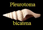 Pleurotoma bicatena, Lamarck 1804