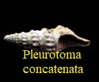 Pleurotoma concatenata, Grateloup 1832