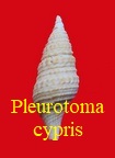 Pleurotoma cf cypris, A d' Orbigny 1850