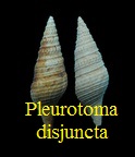 Pleurotoma disjuncta, Peyrot 1931