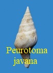 Pleurotoma javana, Lamarck 1816