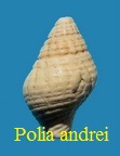 Polia andrei, Basterot 1825