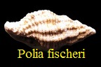 Pollia fisheri, Benoist 1873 