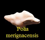 Pollia merignacensis, Peyrot 1924