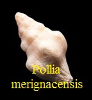 Pollia merignacensis, Peyrot 1924