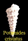 Potamides cristatus, Lamarck 1804