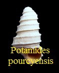 Potamides (Potamidopsis) pourcyensis, Cossmann 1913