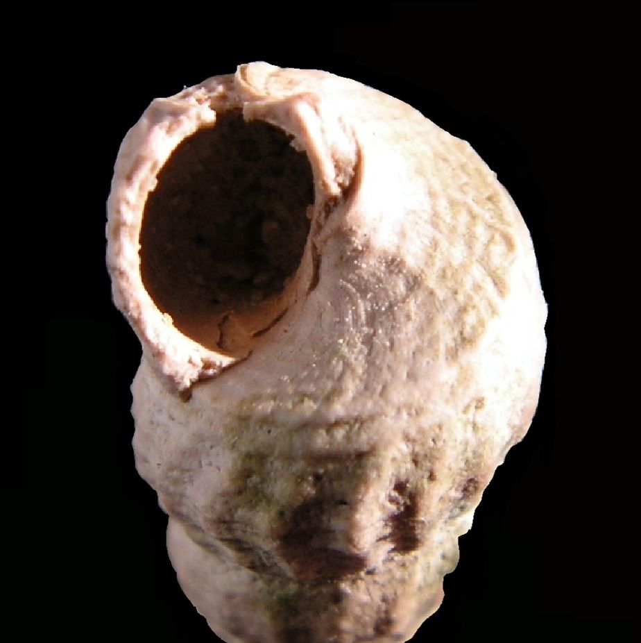 Potamitidae - † Potamides scalaroides (Deshayes, 1833) - Lutétien Potascal12