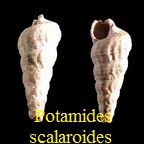 Potamides scalaroides, Deshayes 1833