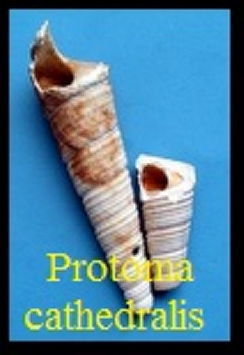 Protoma (Protoma) cathedralis, Brongniart 1856