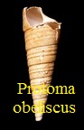 Protoma obeliscus, Grateloup 1822